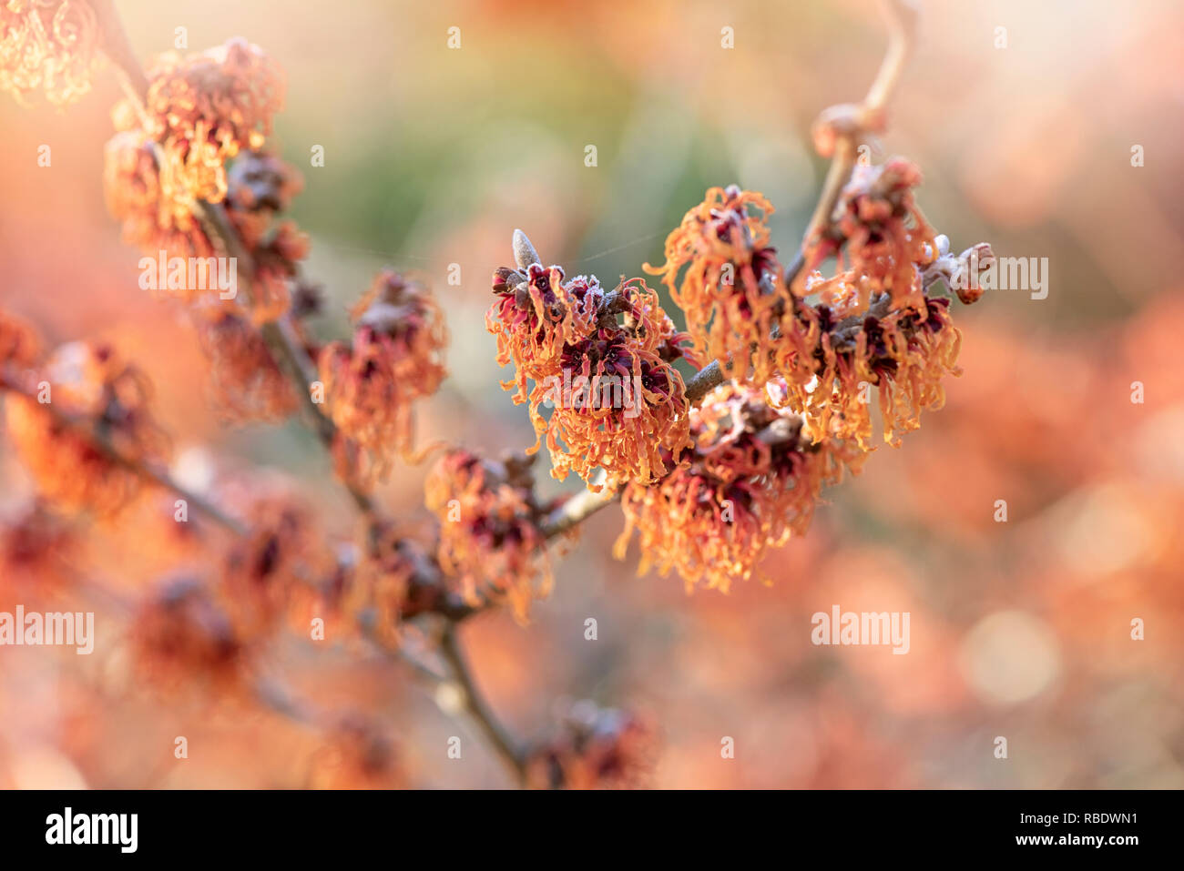 Close-up image of the vibrant coloured, spring/winter flowering Hamamelis shrub also known as Witch Hazel. Stock Photo