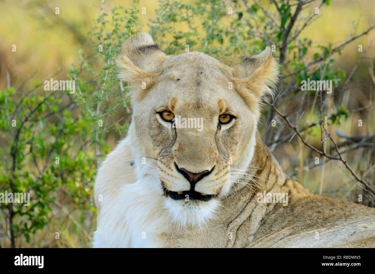 Lioness stair down Stock Photo