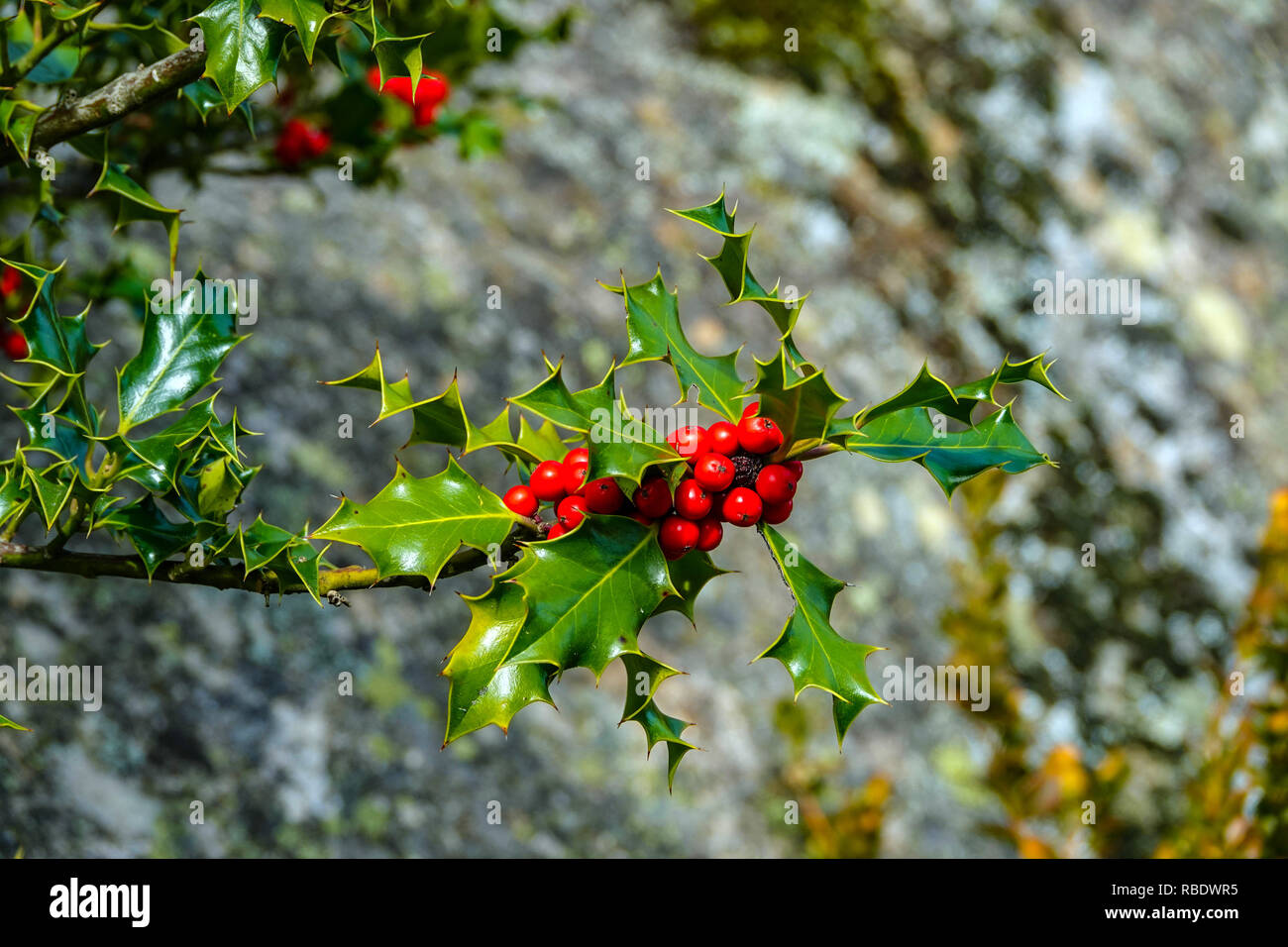 Bright red holly berries with spiky green leaves, French Pyrenees