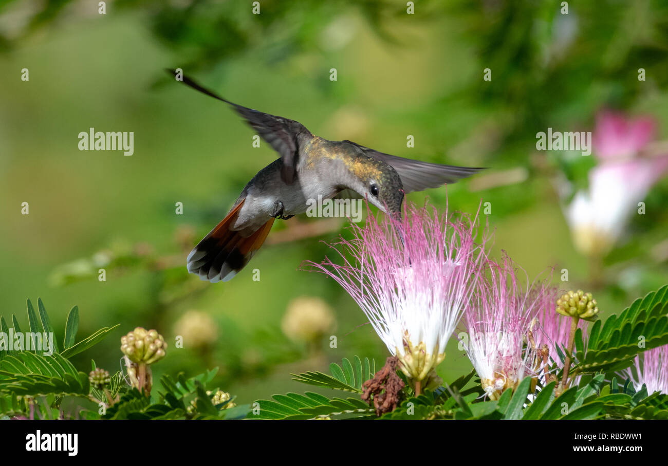 Female Ruby Topaz hummingbird feeding on the Calliandra flowers (powderpuff flowers). Stock Photo