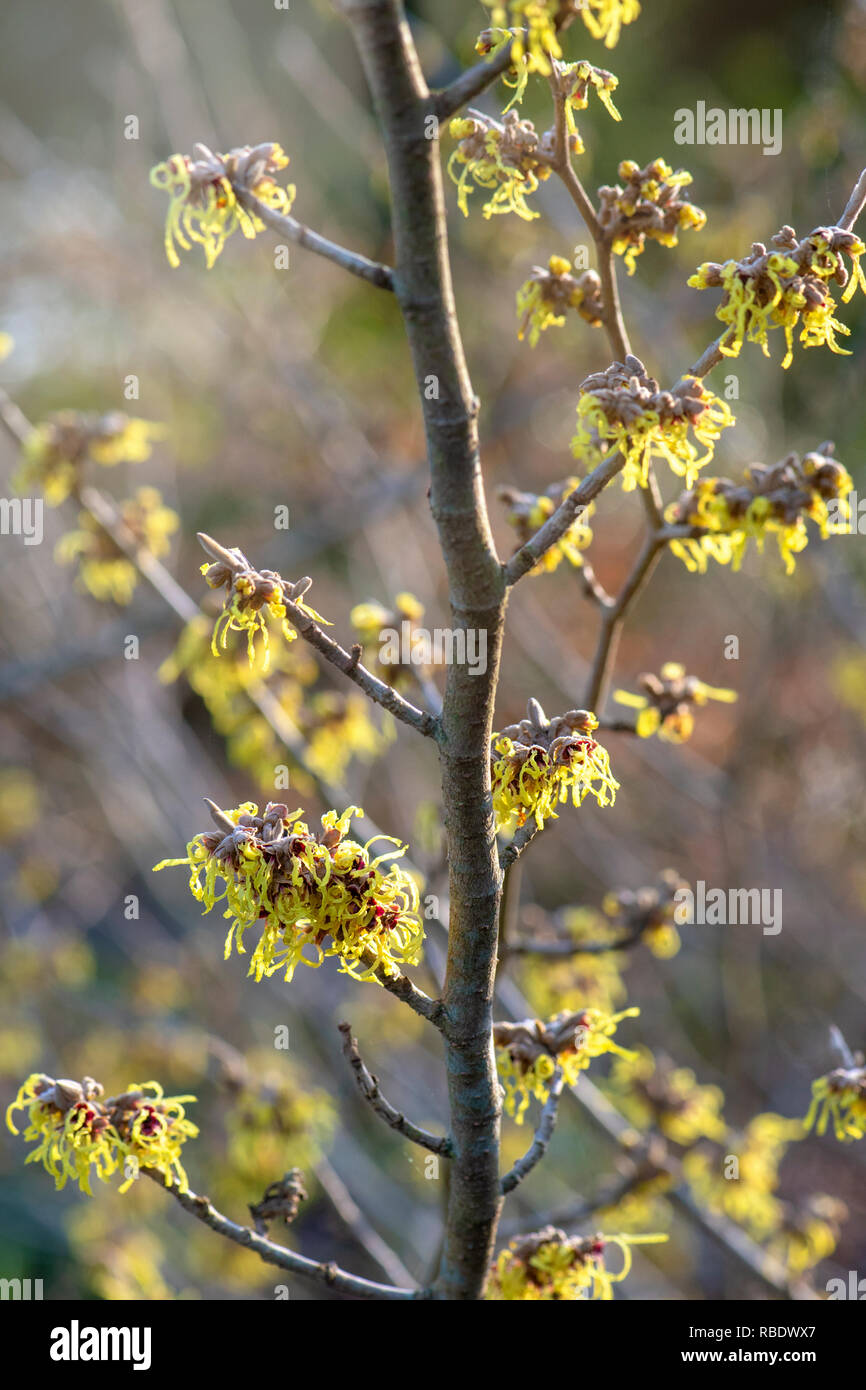 Close-up image of the vibrant coloured, spring/winter flowering Hamamelis shrub also known as Witch Hazel. Stock Photo