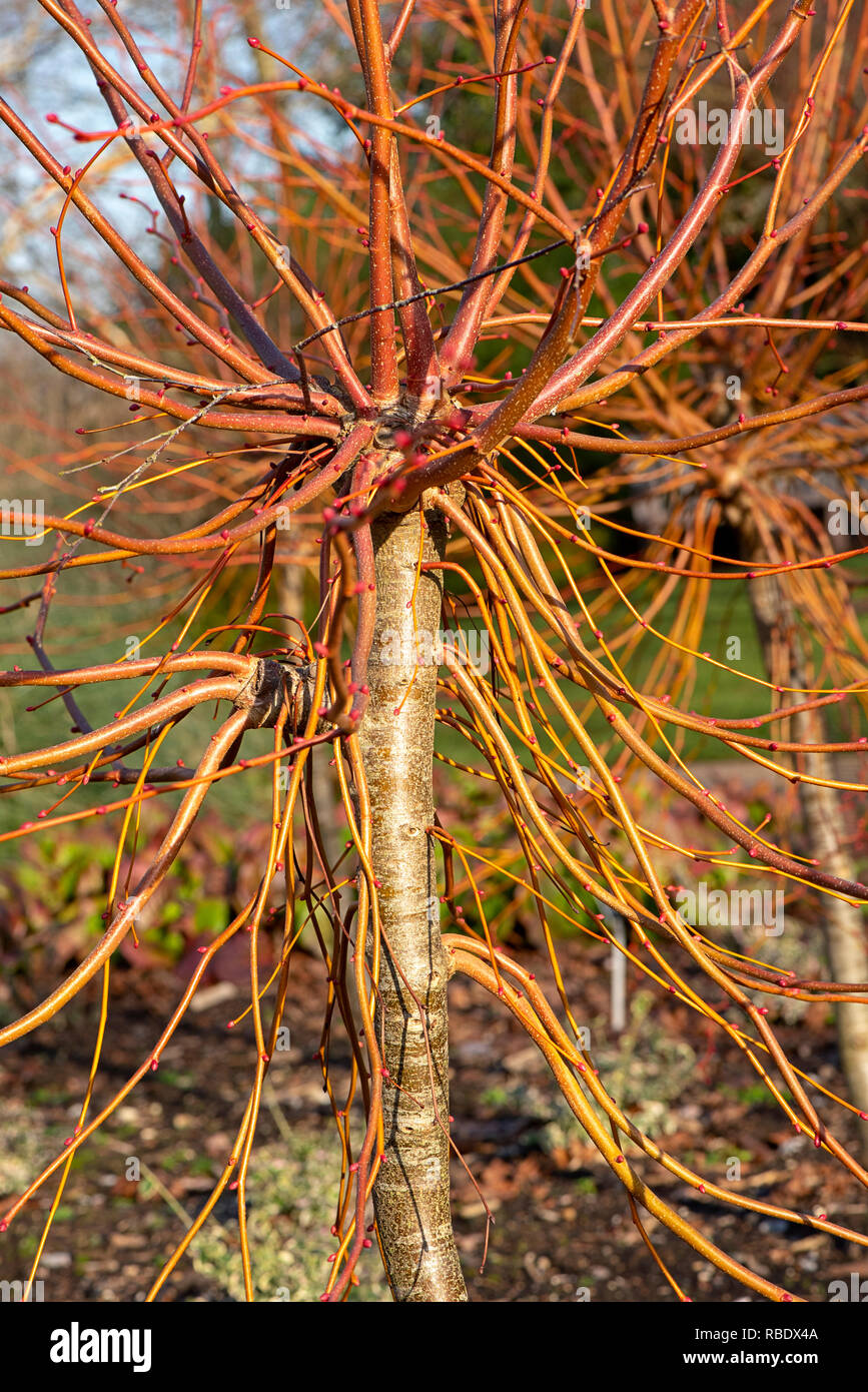 Close-up image of the vibrant winter stems of Tillia Cordata 'Winter Orange' also known as the small-leaved lime 'Winter Orange' or Lime, Linden Stock Photo