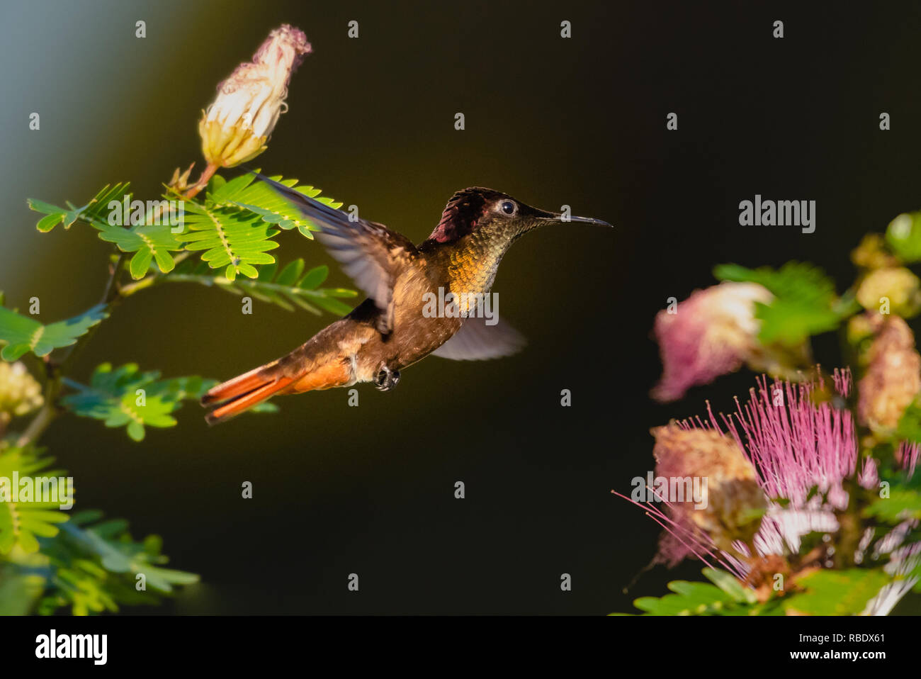 Ruby Topaz Ruby Topaz hummingbird flying in the Calliandra Tree (powderpuff Stock ...