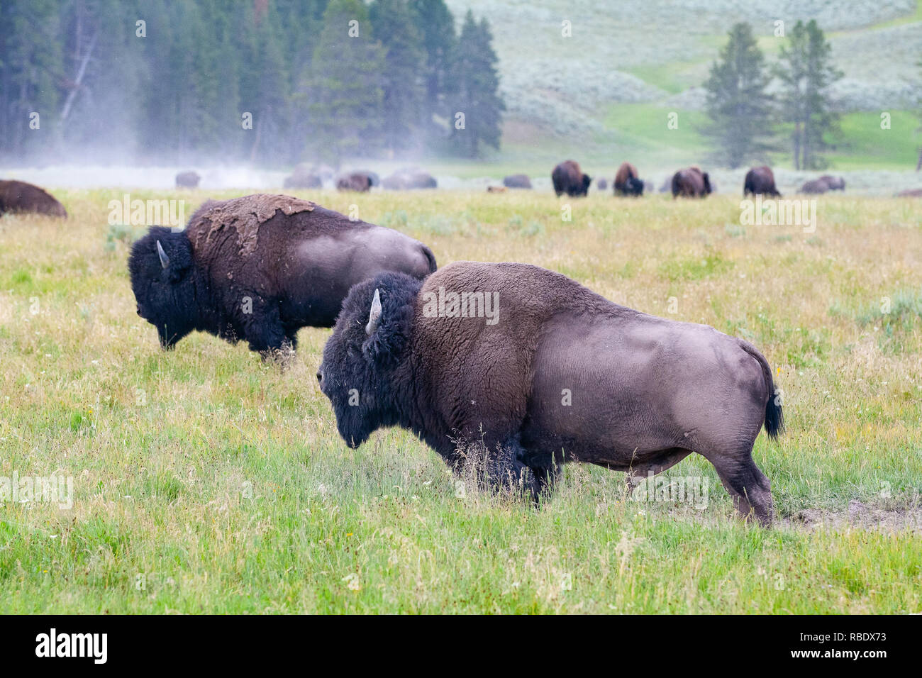 The herd bisons in Yellowstone National Park, Wyoming. USA.  The Yellowstone Park bison herd in Yellowstone National Park is probably the oldest and l Stock Photo