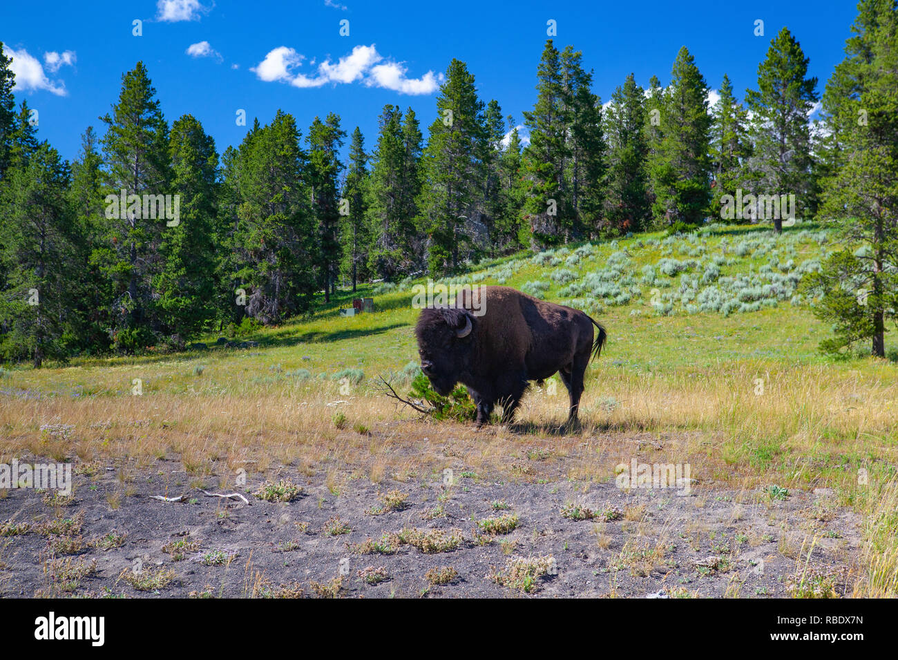 The bison in Yellowstone National Park, Wyoming. USA.  The Yellowstone Park bison herd in Yellowstone National Park is probably the oldest and largest Stock Photo