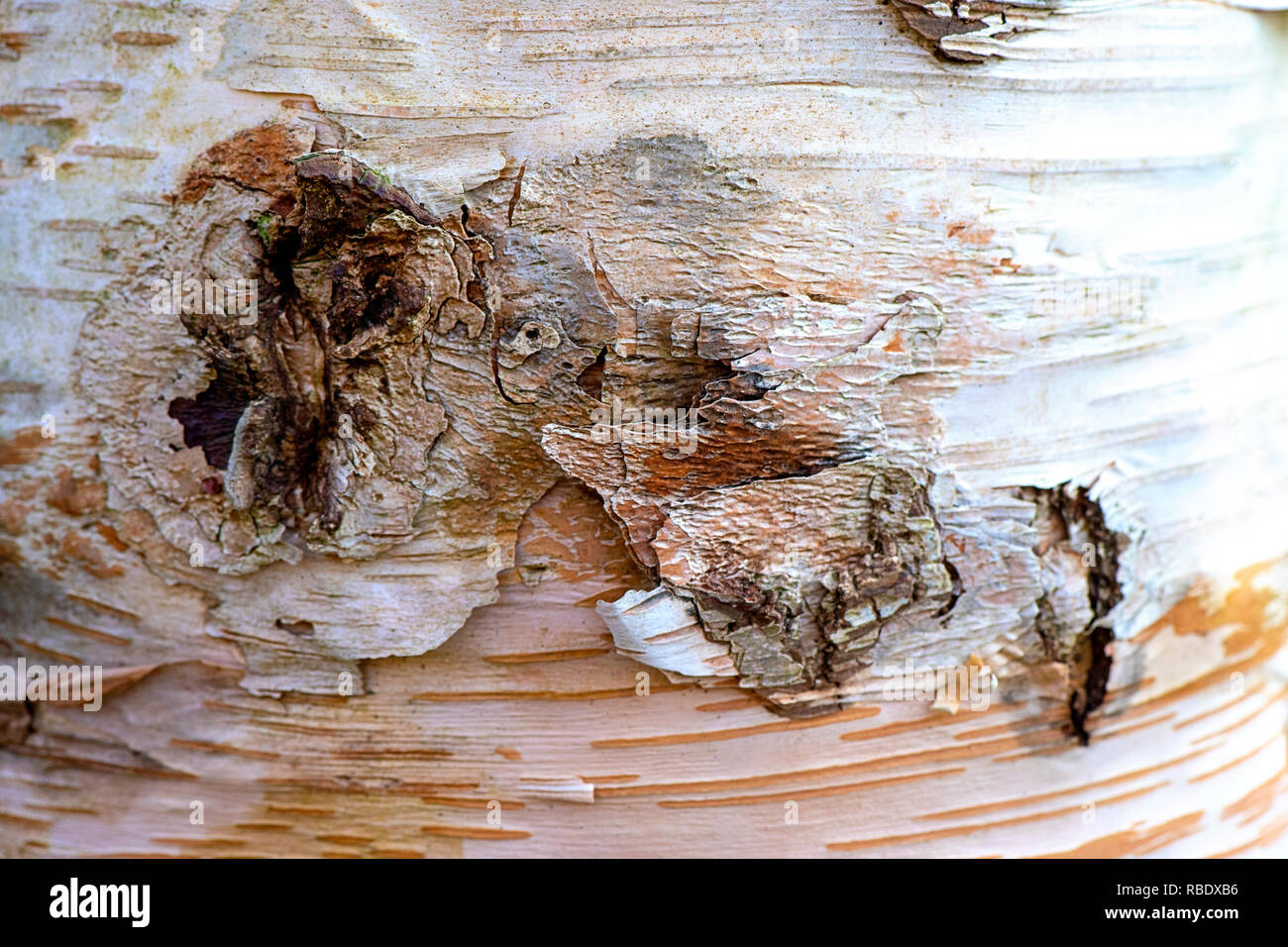 Close-up, macro, full frame image of Betula utilis 'Ramdana River' tree peeling bark also known as Himalayan Birch Stock Photo