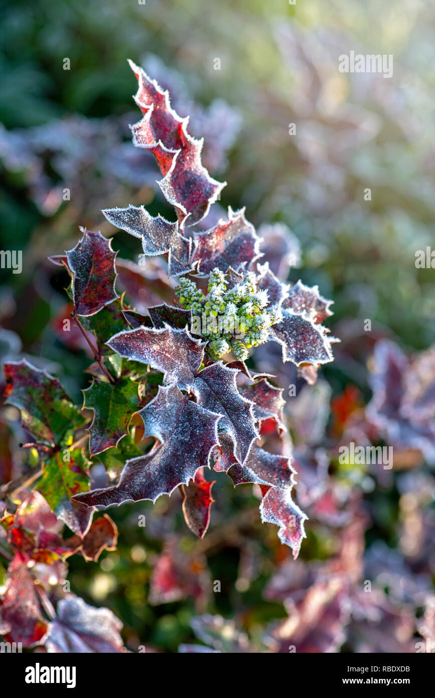 Close-up image of Mahonia aquifolium “Orange Flame” frosted leaves and buds Stock Photo