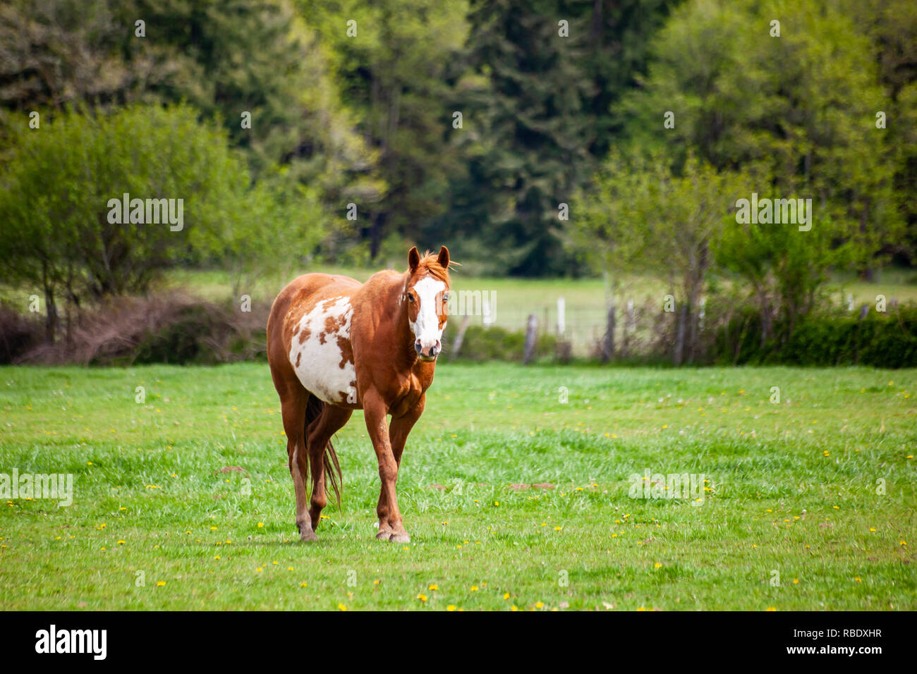 A brown and white sorrel pinto horse with  bald face and heterochromia iridium eyes walking in a spring pasture meadow Stock Photo