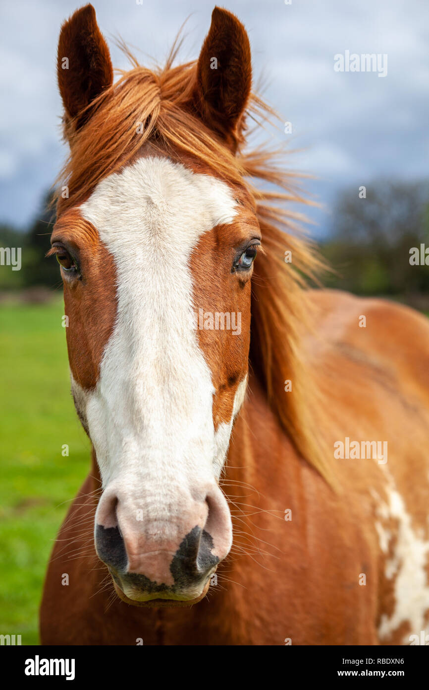Portait Of Overo Patterned Horse That Is Brown And White With Two Colored Eyes One Brown And One Blue Stock Photo Alamy