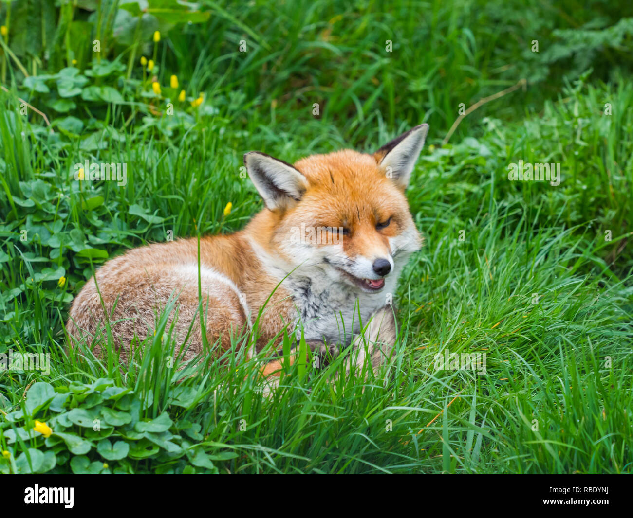 Red fox (Vulpes vulpes Stock Photo Alamy