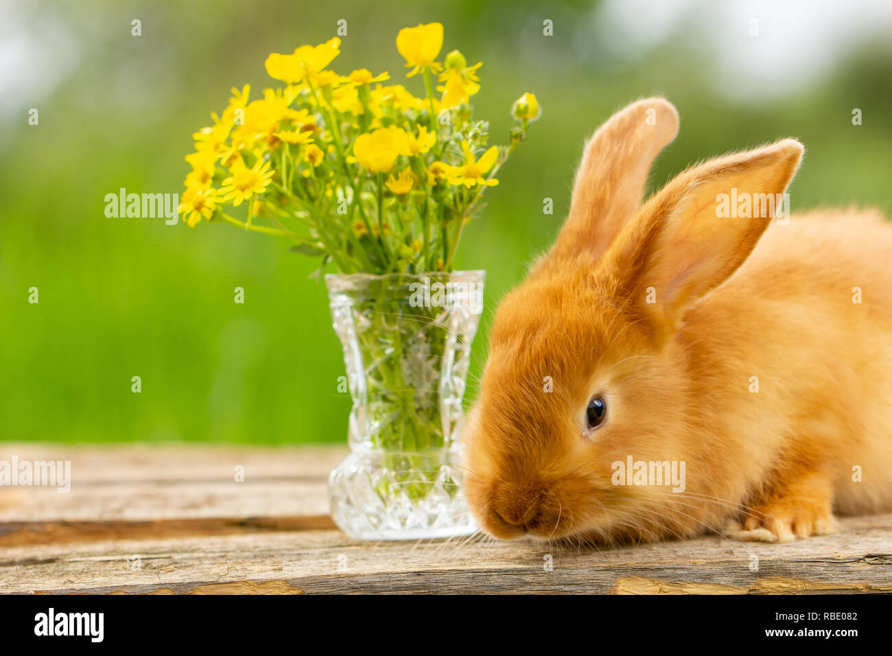 Можно кроликам давать одуванчики. Кролик в одуванчиках. Кролик с цветами. Кролики с цветами лето. Кролик ест одуванчик.