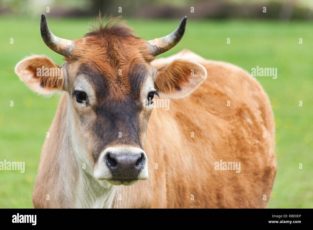 Healthy young Brown Swiss bull in a pasture Stock Photo Alamy