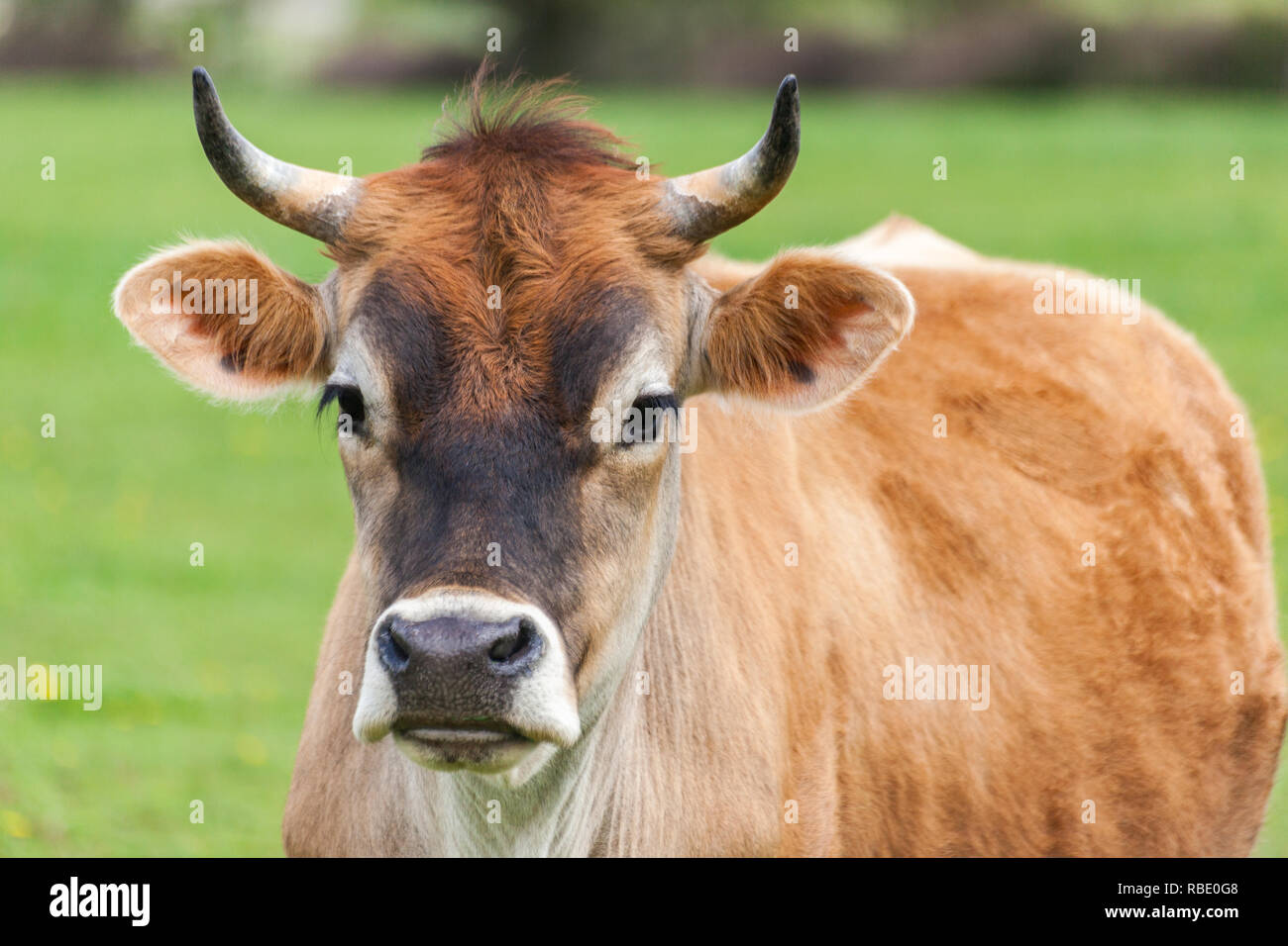 Healthy young Brown Swiss bull in a pasture Stock Photo