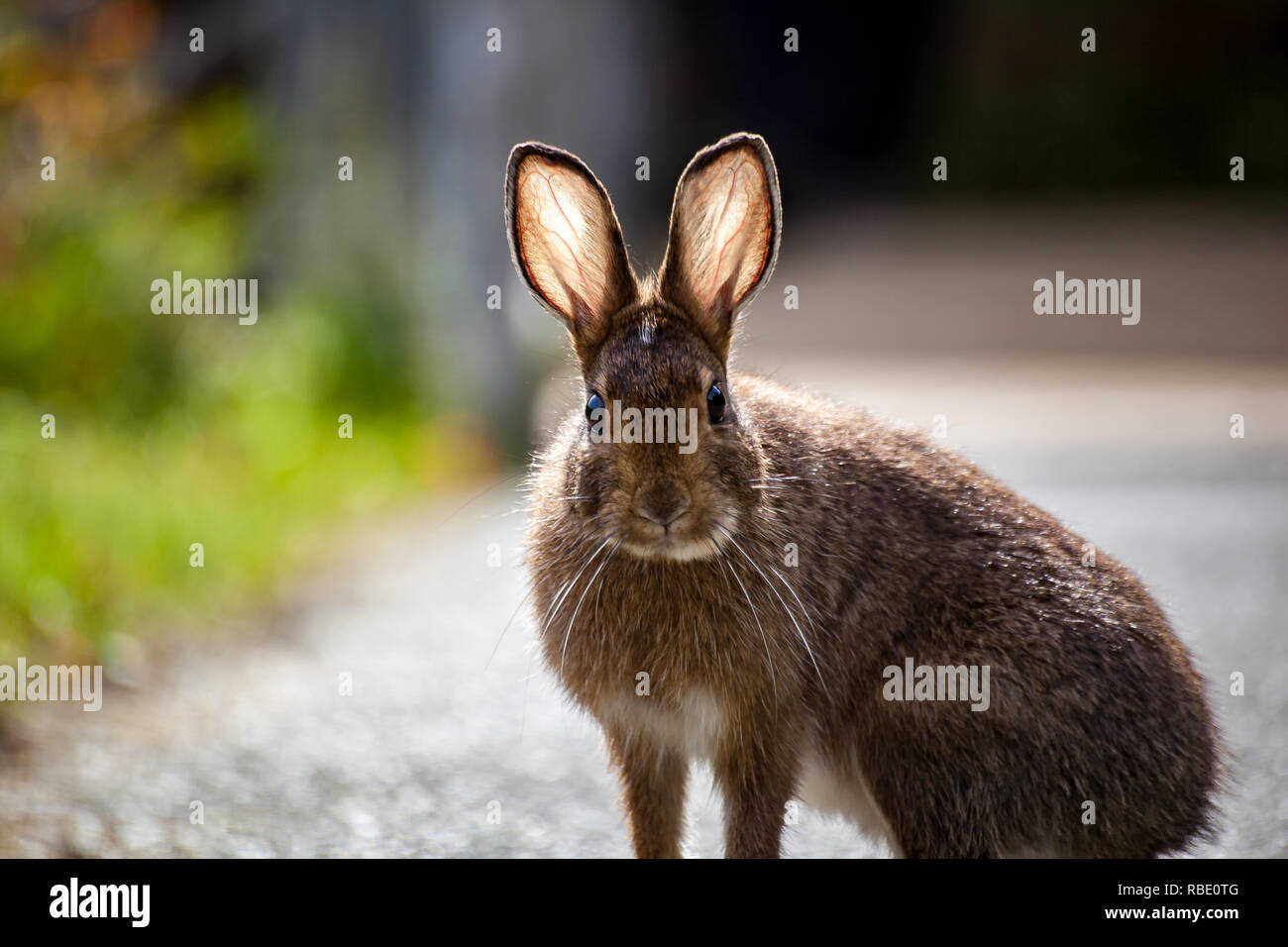 A wild rabbit with backlit ears showing veins staring forward in Olympic National Park, Washington State, USA Stock Photo