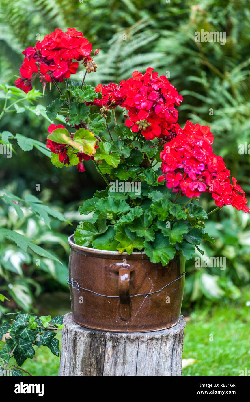 Red geranium in pot, pelargonium in ceramic pot, garden flowers plant Stock Photo