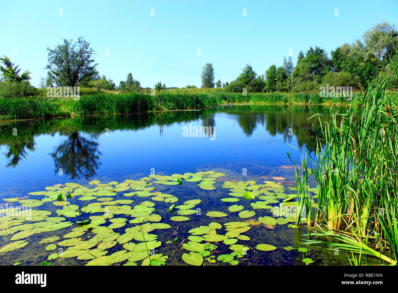 Beautiful summer landscape with picturesque pond with water-lilies. Summer lake. Landscape with summer lake Stock Photo