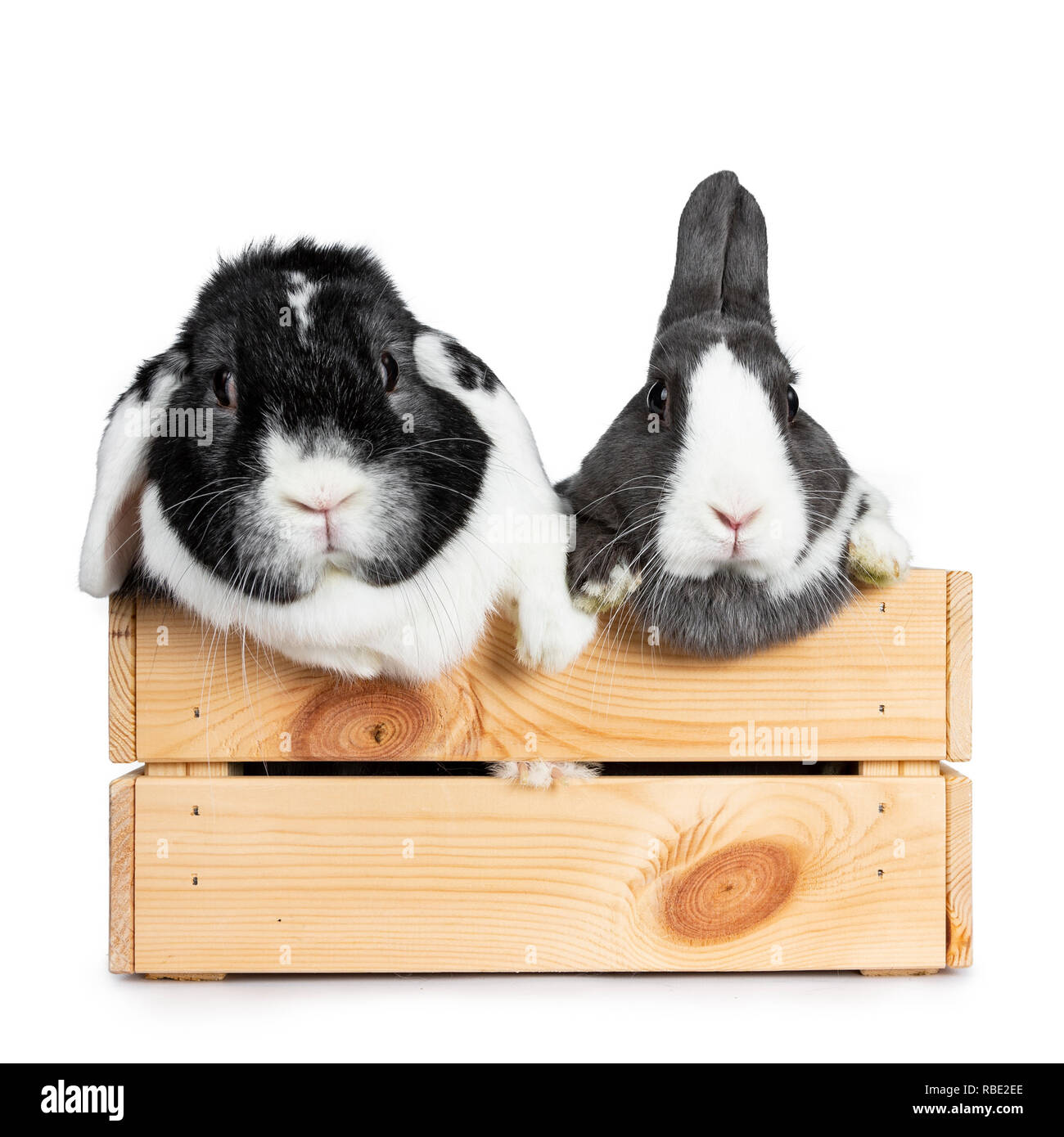 Cute grey with white European rabbit and black with white lop ear friend. Sitting in a wooden crate with front paws on the edge. Looking straight at c Stock Photo