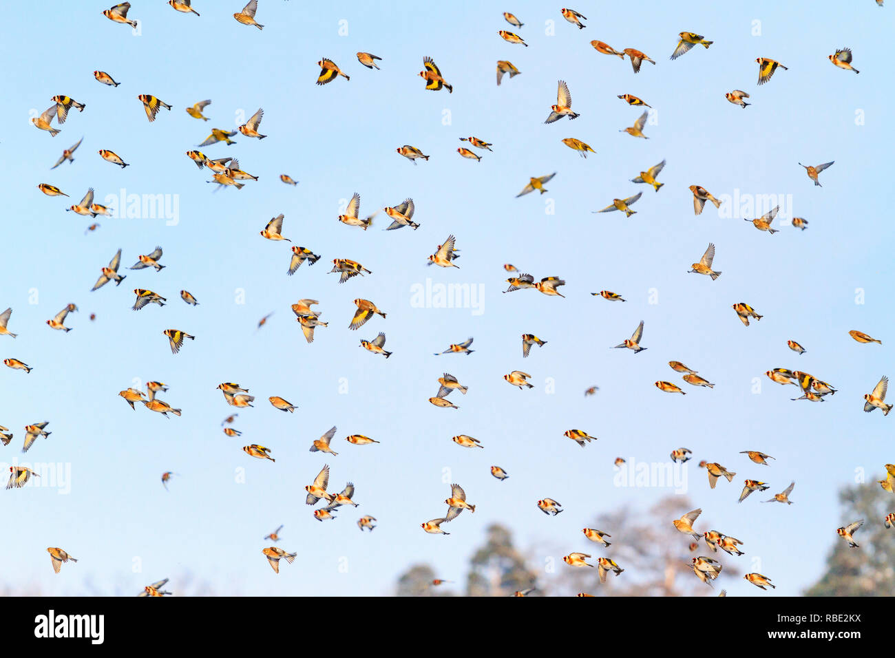 flock of singing birds flying revealing wings, beautiful birds ...