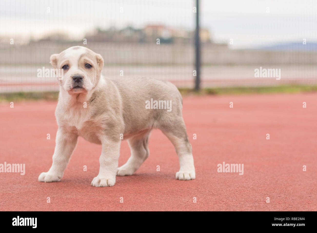 The puppy poses on the playground Stock Photo