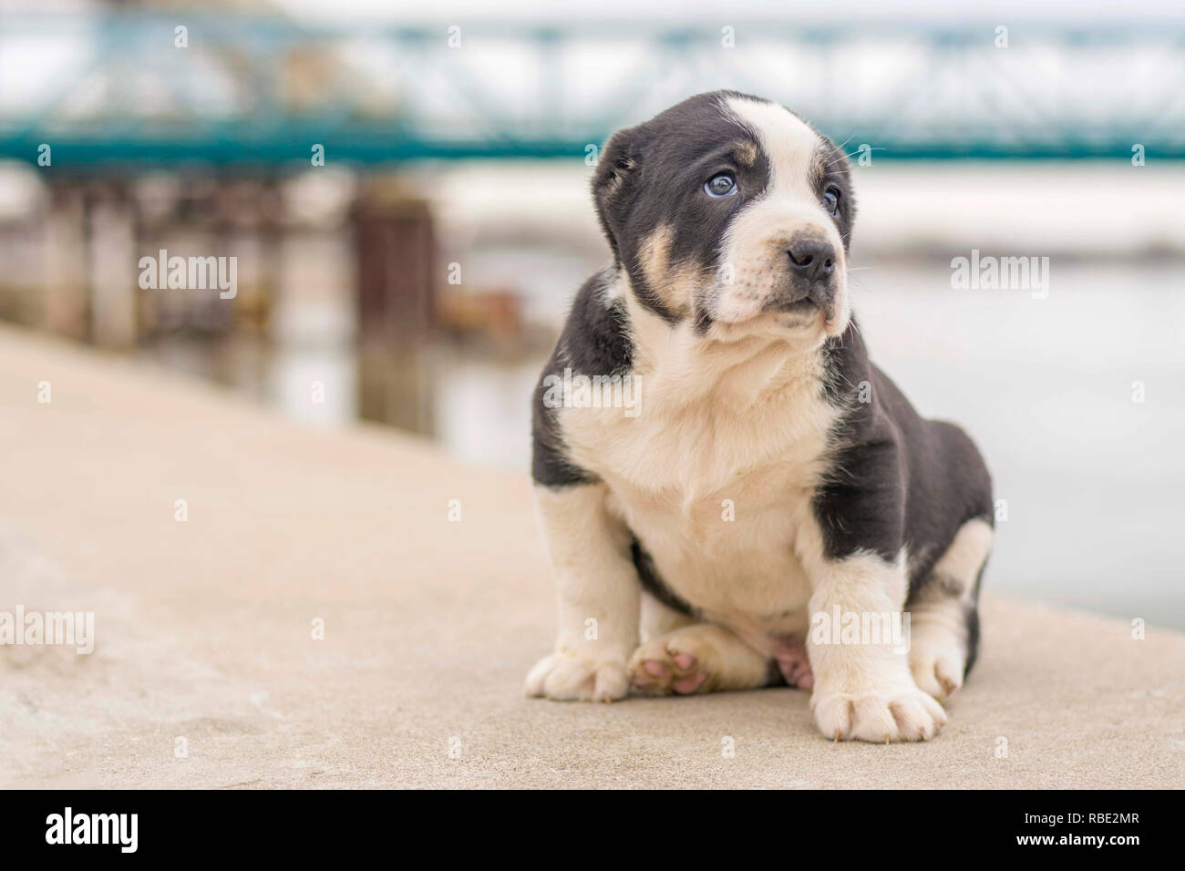 Beautiful puppy poses outdoor Stock Photo