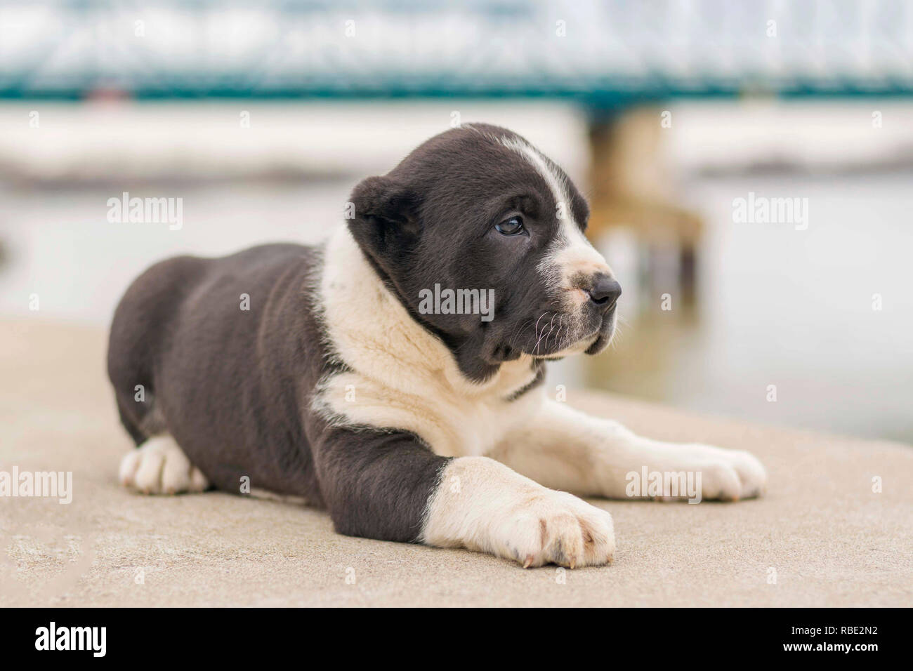 Puppy poses outdoor Stock Photo