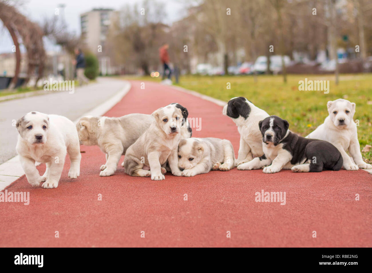 Beautiful dogs poses on the playground Stock Photo