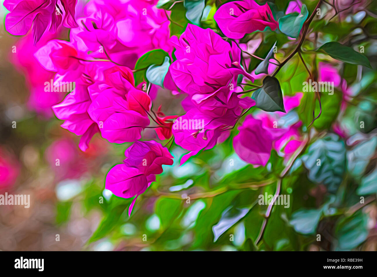 Bougainvillea Flowers Stock Photo