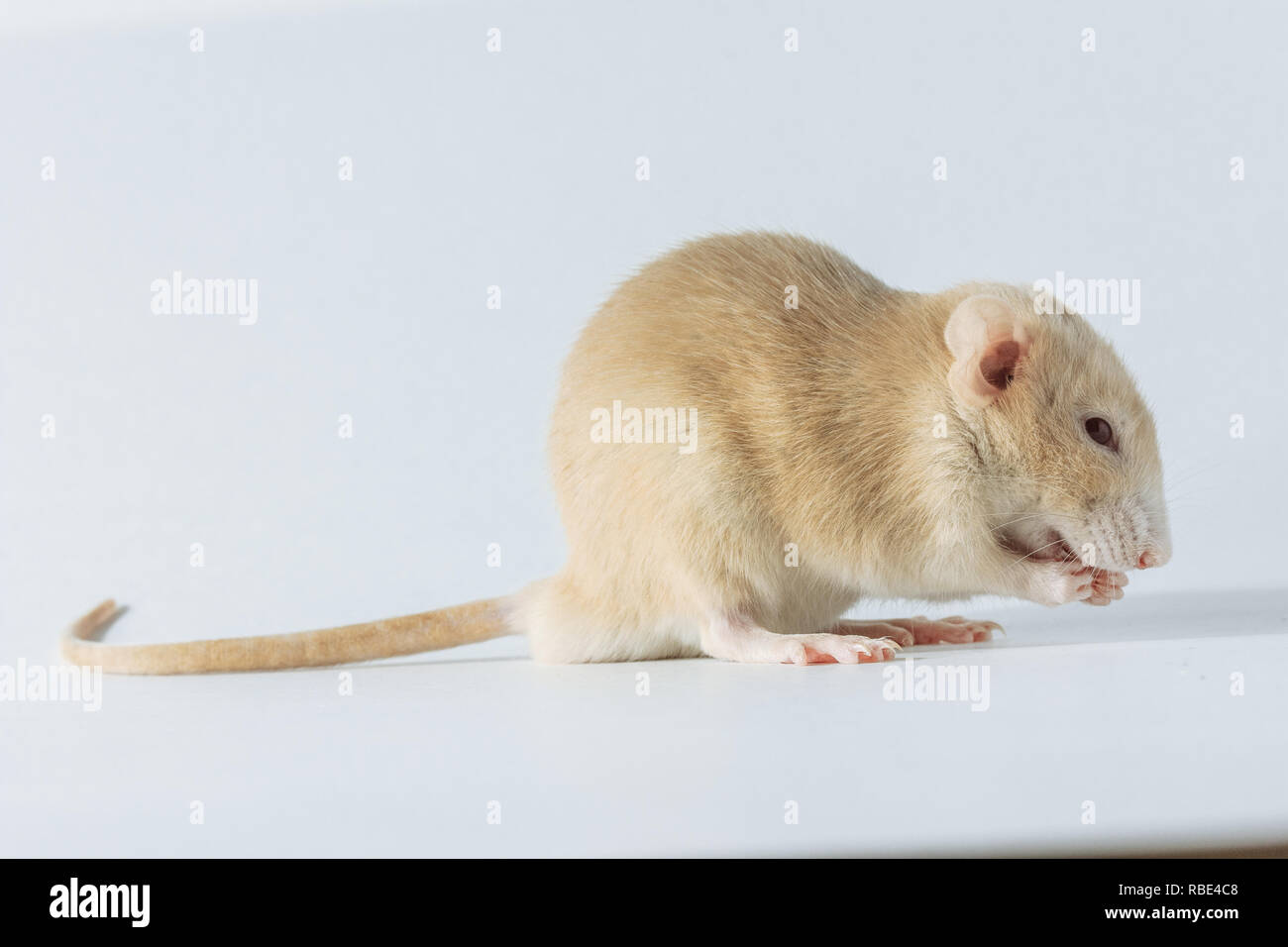 white laboratory rat mouse with red eyes isolated on white background Stock Photo