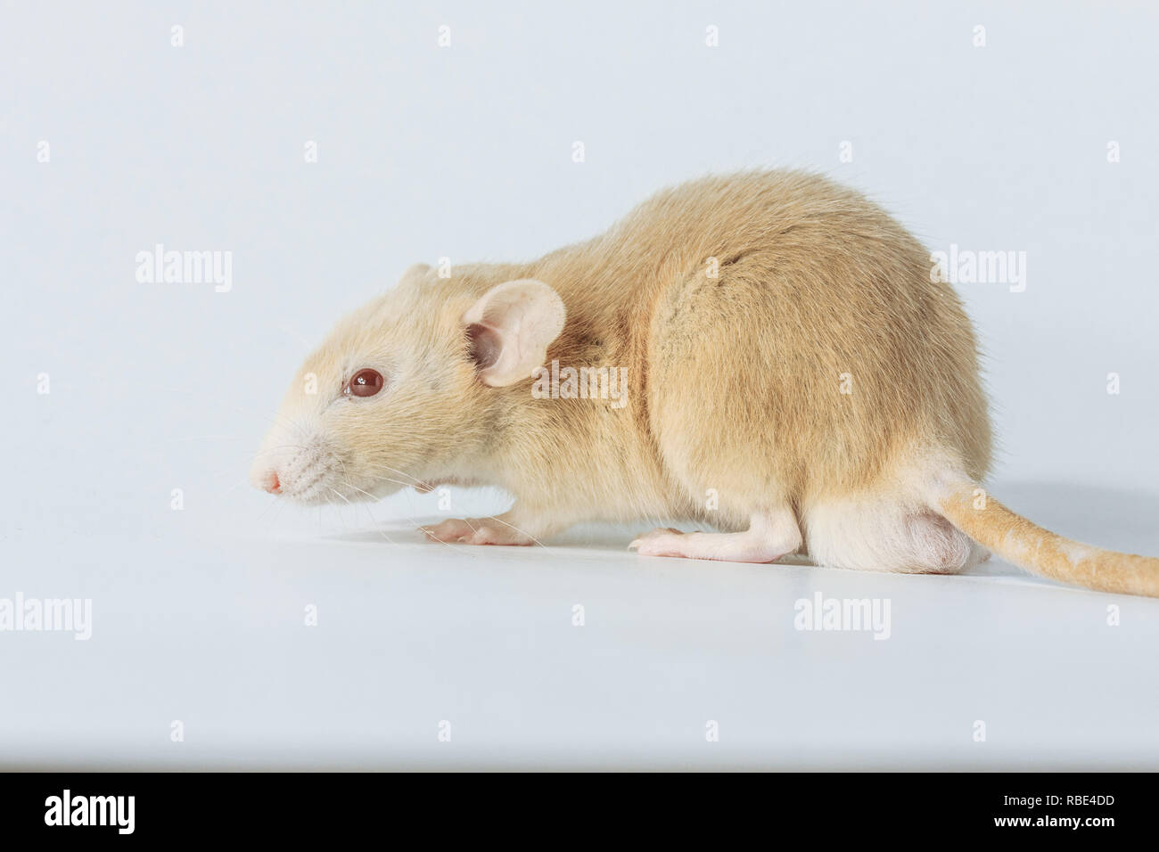 white laboratory rat mouse with red eyes isolated on white background ...