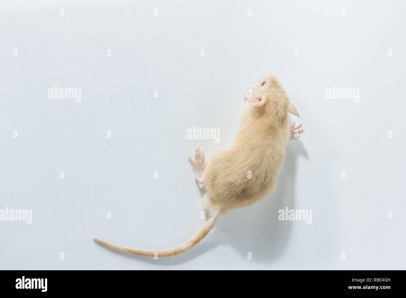 white laboratory rat mouse with red eyes isolated on white background ...