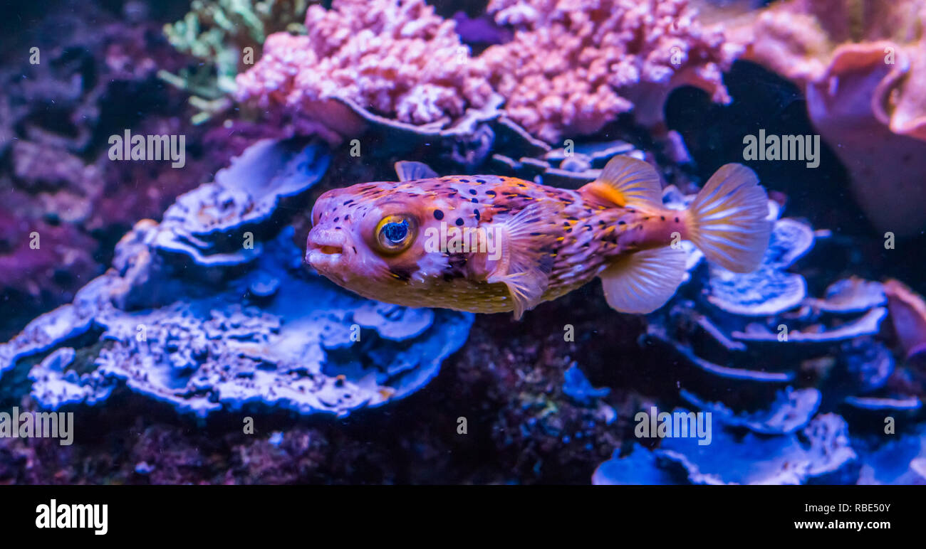 closeup of a freckled porcupine fish swimming in the aquarium, a