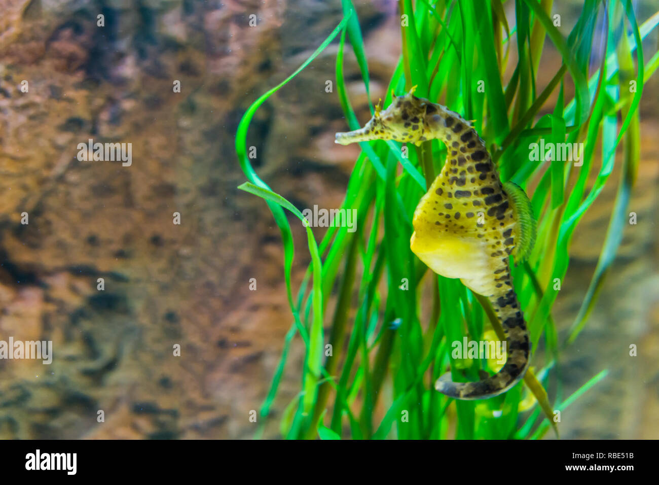 big belly sea horse in macro closeup, yellow color with black spots, tropical fish from the australian ocean Stock Photo