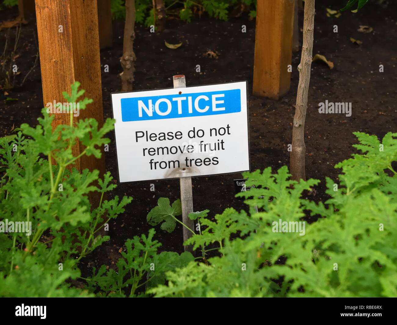 Concept Adam and Eve garden of Eden please do not pick fruit notice