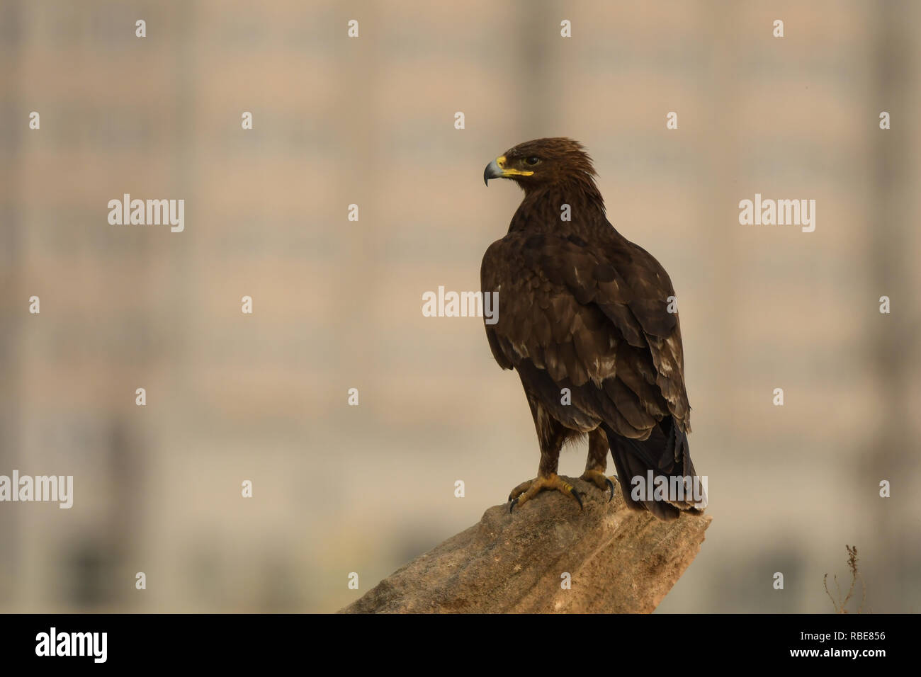 Greater Spotted Eagle / Clanga clanga Stock Photo