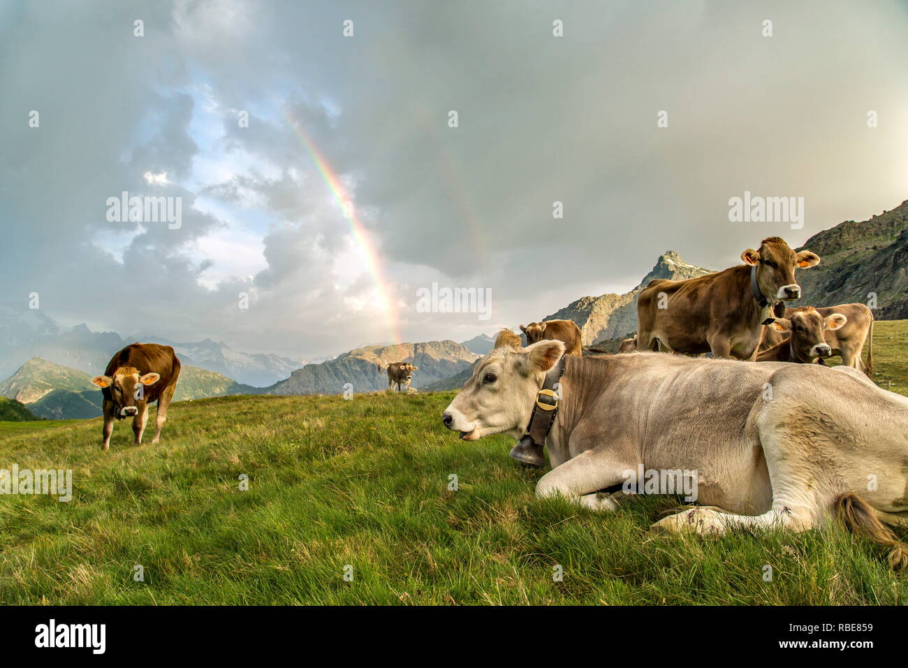 The rainbow frames a herd of cows grazing in the green pastures of Campagneda Alp Valmalenco Valtellina Lombardy Italy Europe Stock Photo