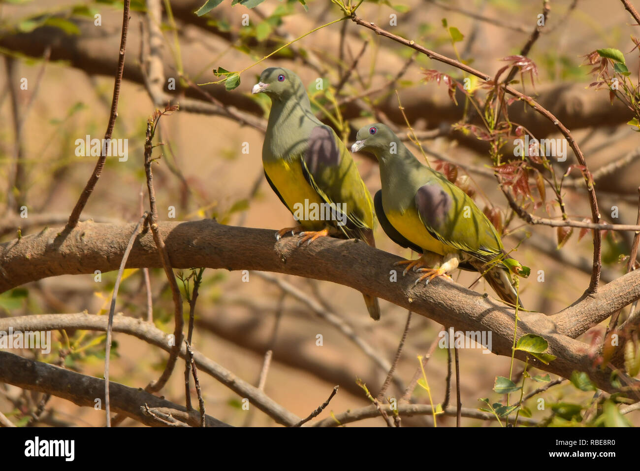 Fantastic colorful birds on a branch Bruce's Green-Pigeon / Treron waalia Stock Photo