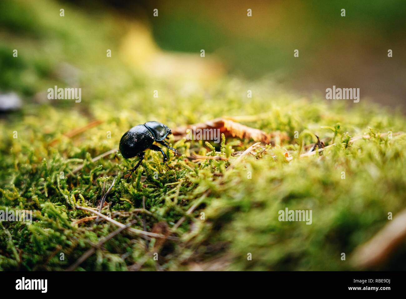A big black dor beetle sitting on green moss and leaves Stock Photo
