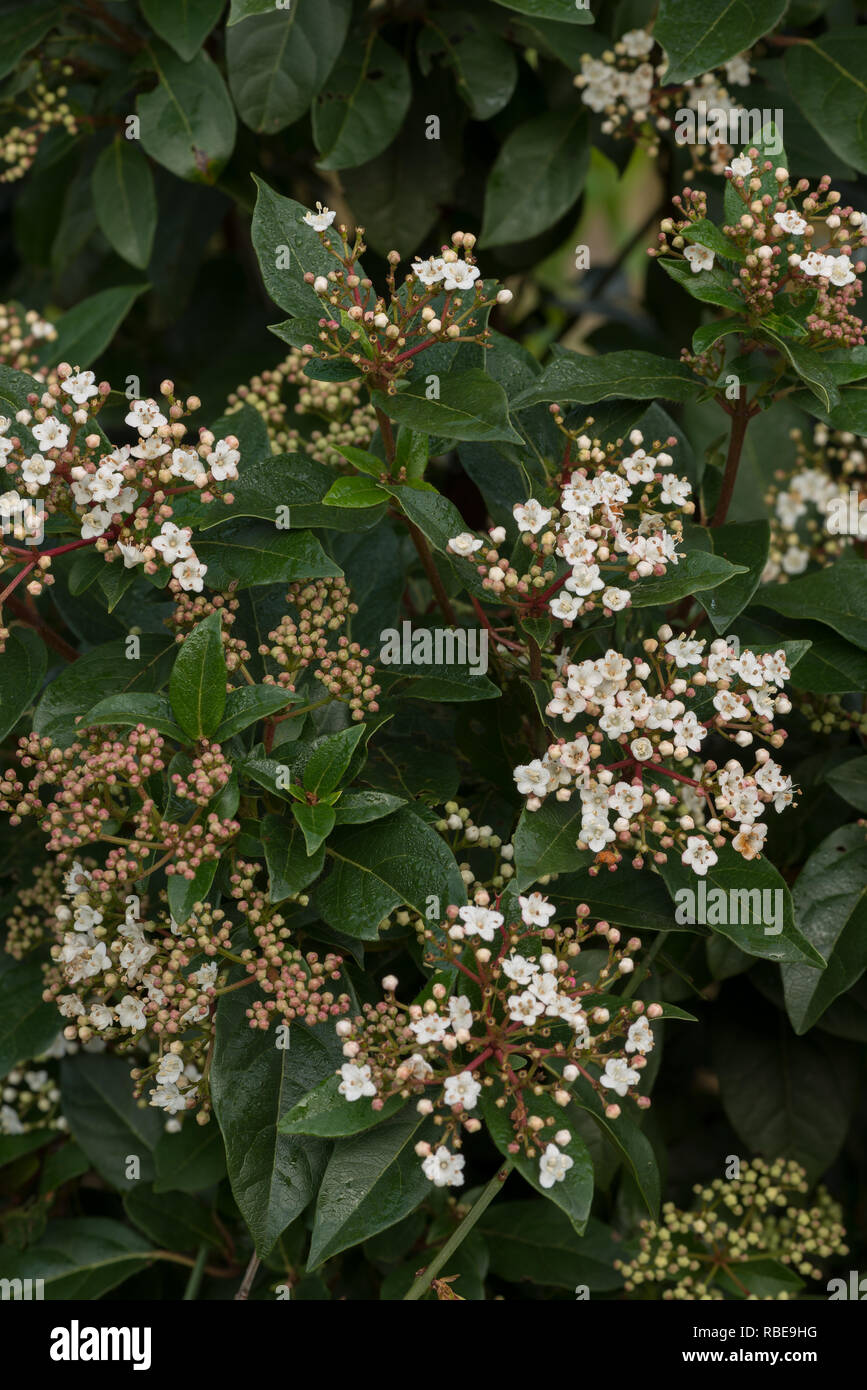 Winter flowering viburnum shrub with small delicate deep pink buds and blushed white flowers, Viburnum tinus, deep green leaves Stock Photo