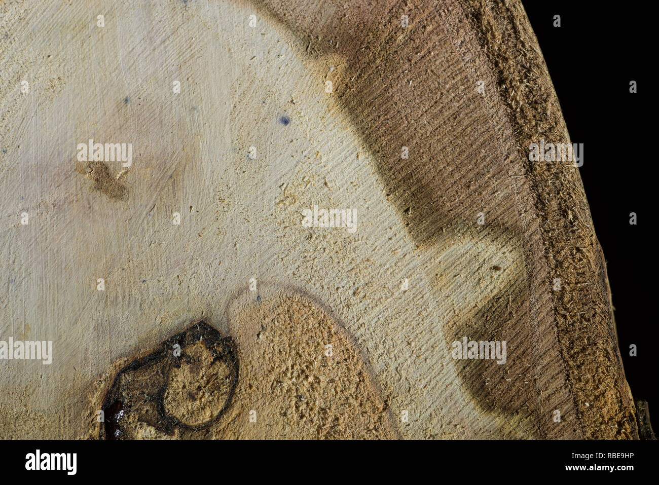 Cut pruned branch of cider gum showing dead wood and unusual pattern in annual rings in xylem and lignin Stock Photo
