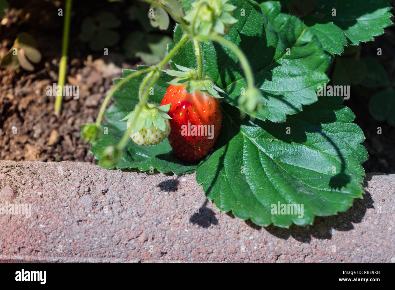 red and green strawberry hanging from a strawberry plant in the bed