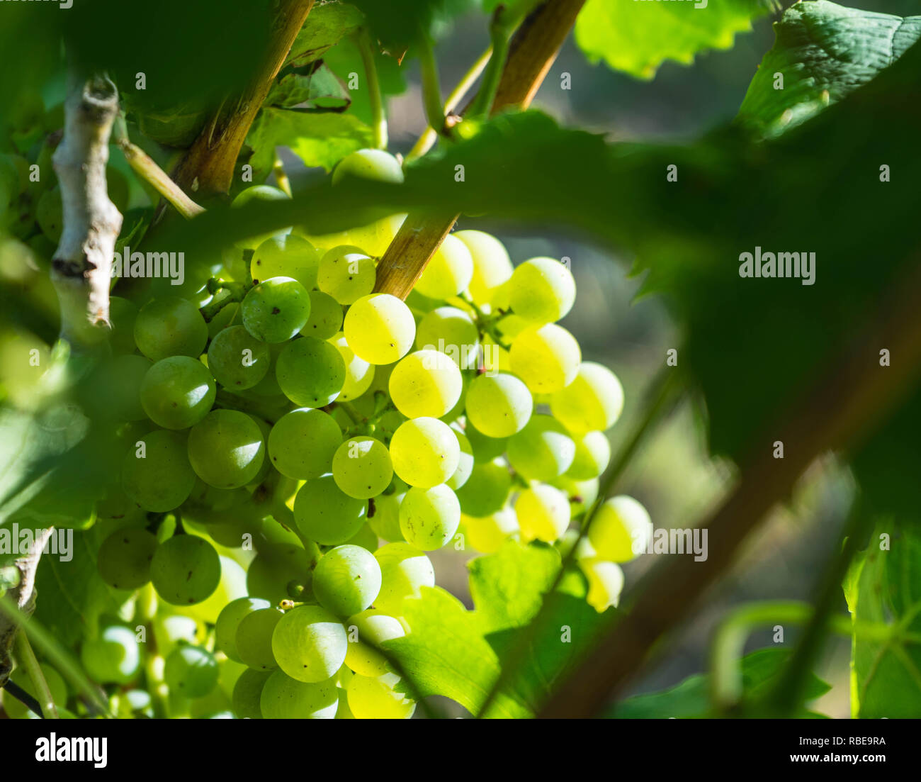 White wine varieties hires stock photography and images Alamy