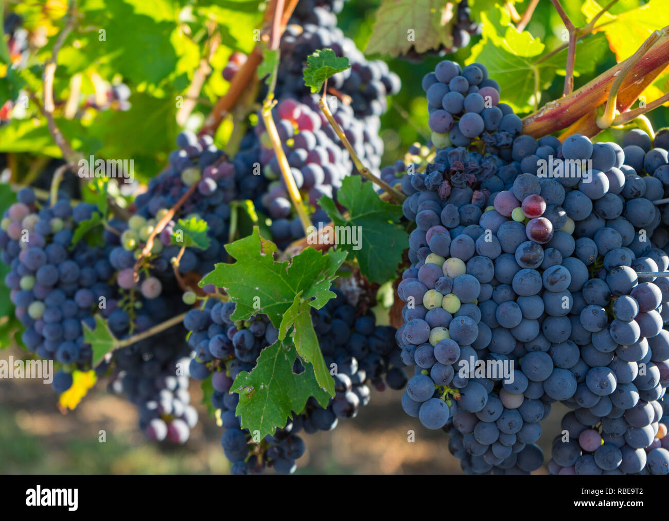 Grape varieties hires stock photography and images Alamy