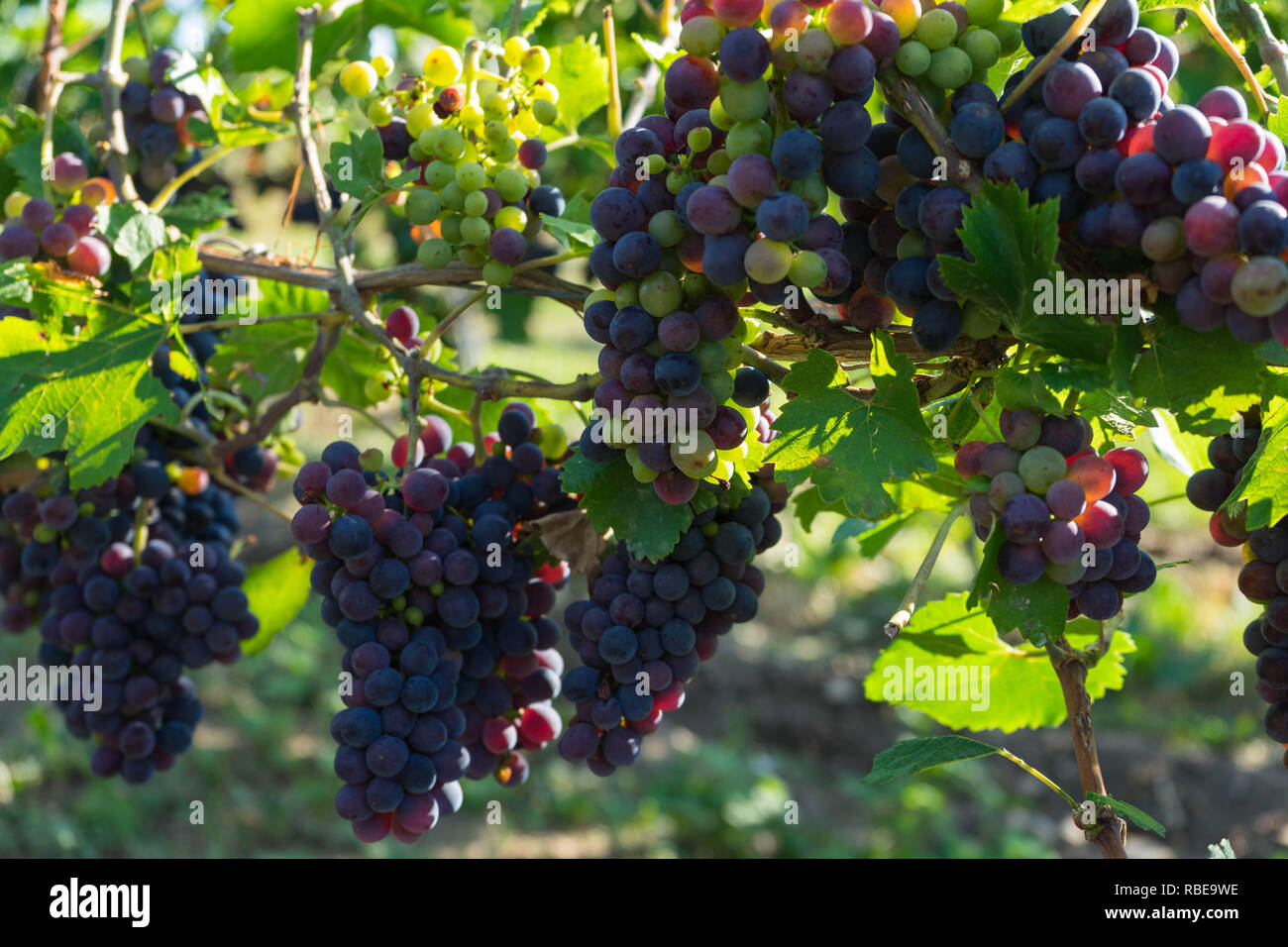 Grapes ripen on the vine in summer, winegrowing region Rheinhessen, Germany Stock Photo Alamy