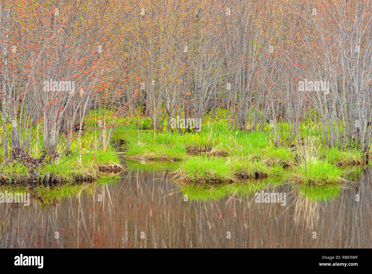 Spring wetland grasses, marsh marigolds under a canopy of swamp maple