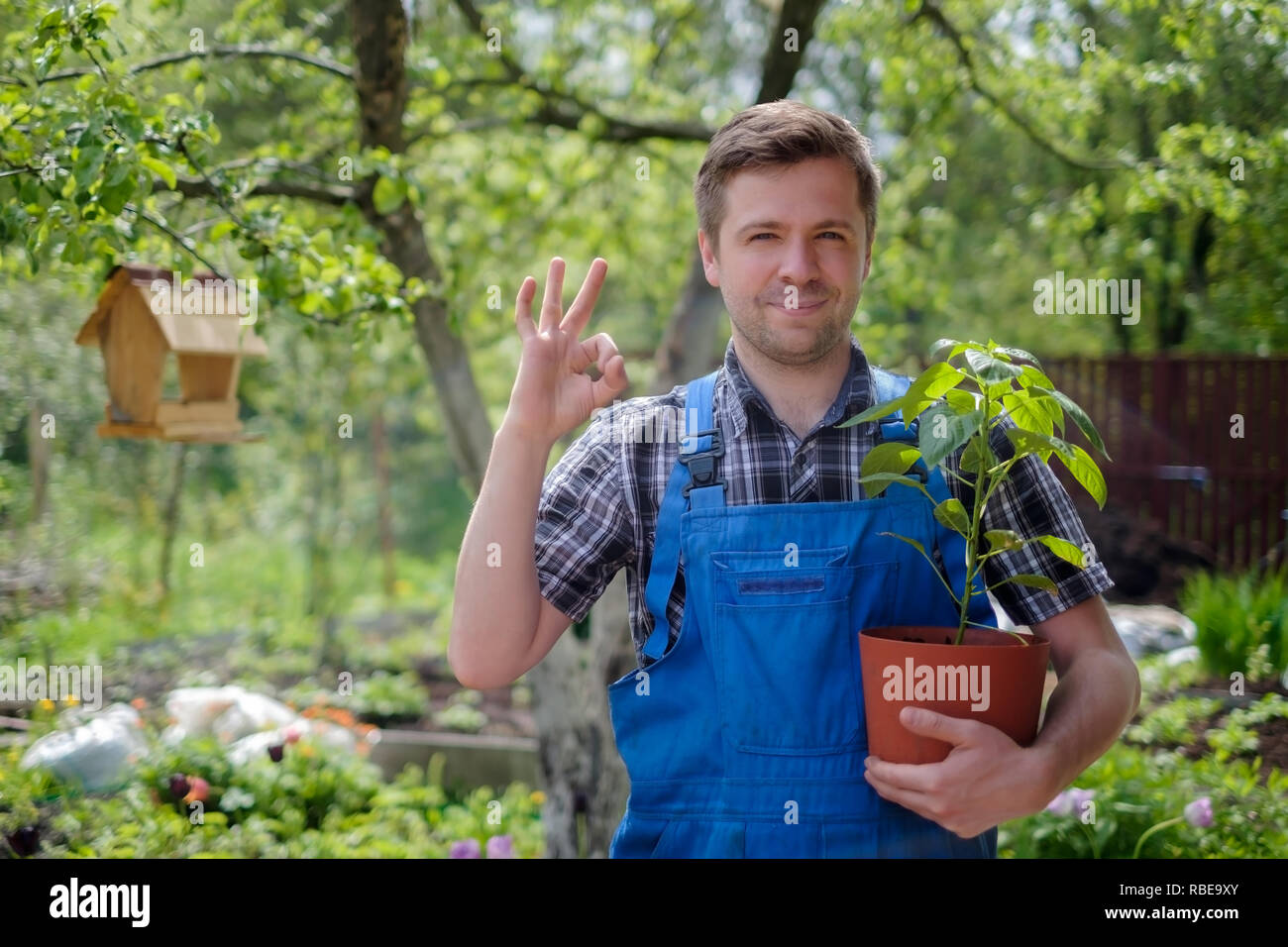 Young caucasian farmer man holding organic plants and showing ok sign. Bio vegetables garden Stock Photo