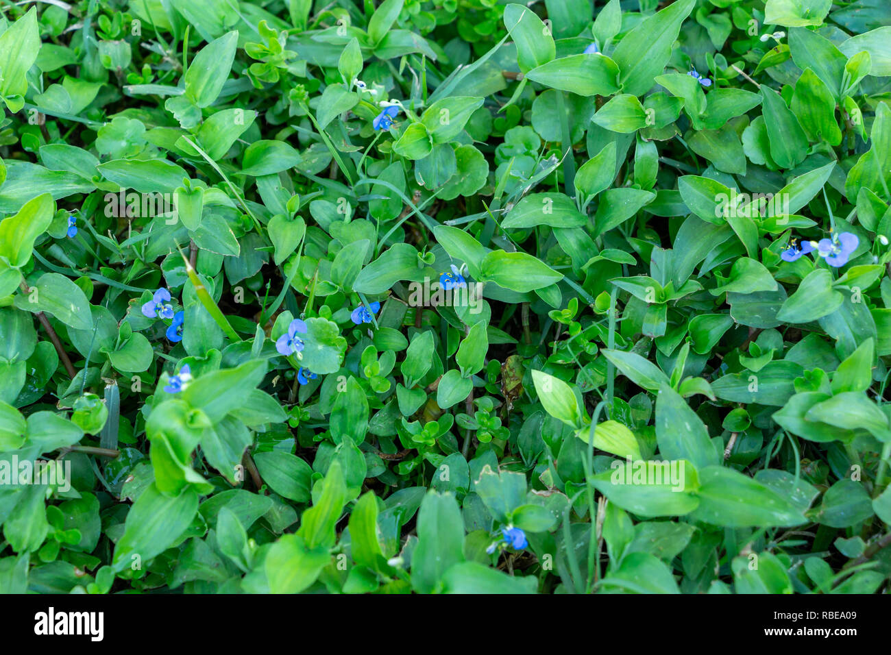 Common dayflower (Commelina diffusa) - Topeekeegee Yugnee (TY) Park, Hollywood, Florida, USA Stock Photo