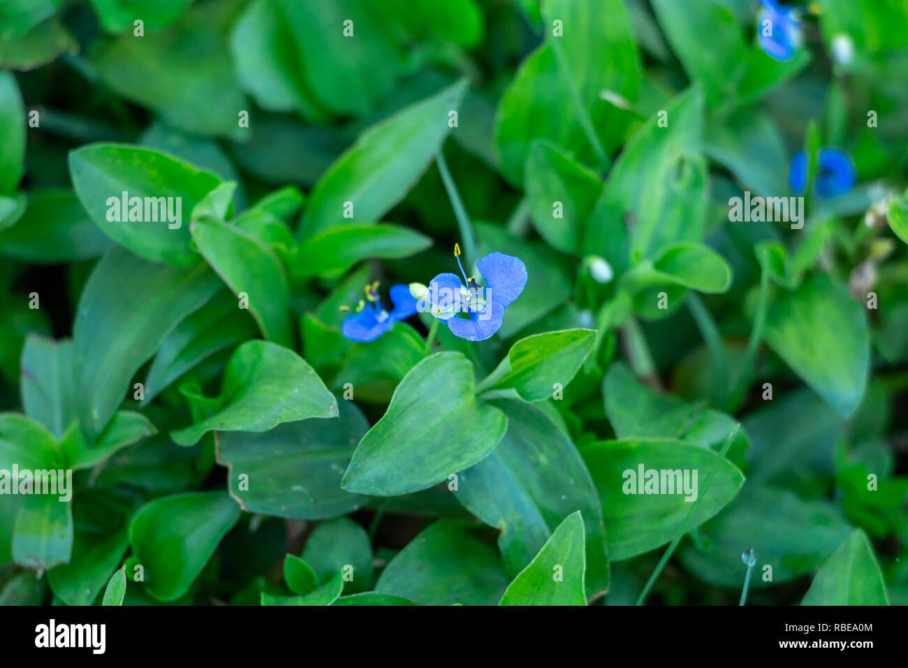 Common dayflower (Commelina diffusa) closeup - Topeekeegee Yugnee (TY) Park, Hollywood, Florida, USA Stock Photo