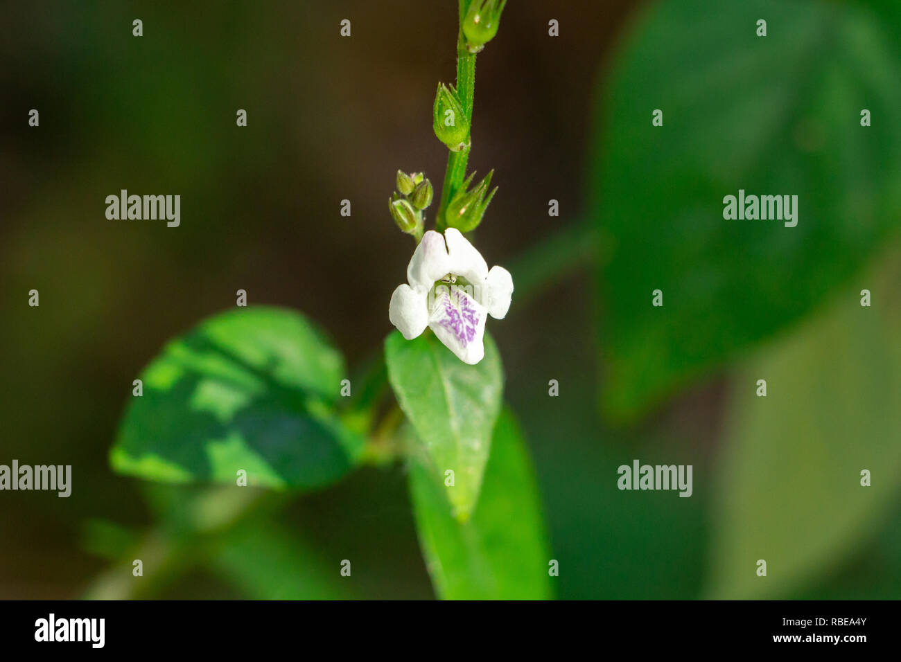 Chinese violet (Asystasia gangetica micrantha) - Pine Island Ridge Natural Area, Davie, Florida, USA Stock Photo