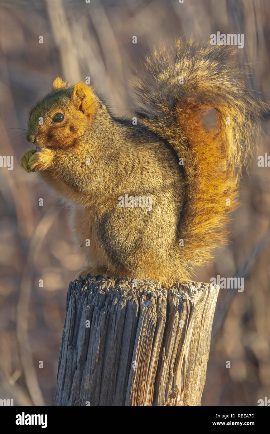Eastern Fox squirrel (Sciurus niger) sitting on weathered tree stump, Castle Rock Colorado US. Photo taken in December. Stock Photo