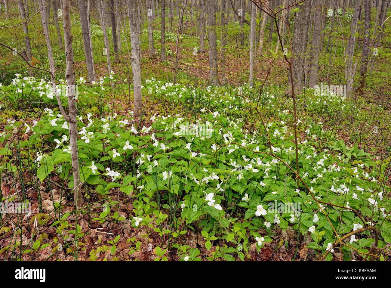 Flowering trilliums in a deciduous woodland, M'chigeeng First Nation